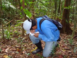 Documenting seedling characteristics in Panama